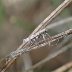 Gelechioidea (superfamily) (Unidentified Gelechioid moth) at Mount Painter - 7 Oct 2020 by CathB