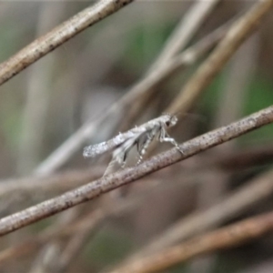 Gelechioidea (superfamily) at Cook, ACT - 7 Oct 2020