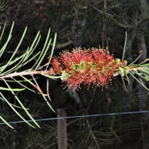 Melaleuca linearis at Kinghorne, NSW - 7 Oct 2020 09:24 PM