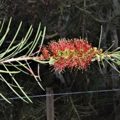 Melaleuca linearis (Narrow-leaved Bottlebrush) at Kinghorne, NSW - 7 Oct 2020 by plants