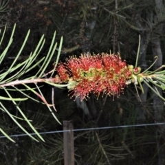 Callistemon linearis (Narrow-leaved Bottlebrush) at Kinghorne, NSW - 7 Oct 2020 by plants