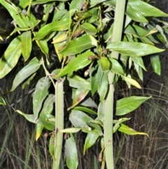 Parsonsia straminea (Common Silkpod) at Kinghorne, NSW - 7 Oct 2020 by plants