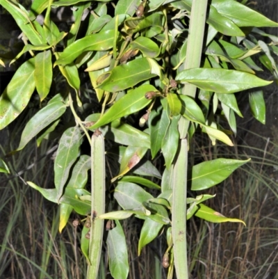 Parsonsia straminea (Common Silkpod) at Kinghorne, NSW - 7 Oct 2020 by plants