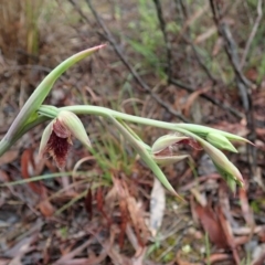Calochilus platychilus (Purple Beard Orchid) at Cook, ACT - 7 Oct 2020 by CathB