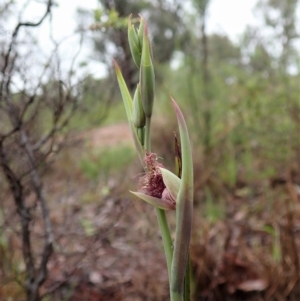 Calochilus platychilus at Cook, ACT - 7 Oct 2020