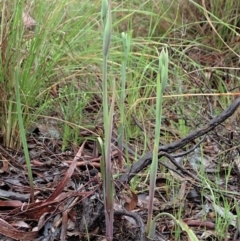 Calochilus platychilus at Cook, ACT - suppressed