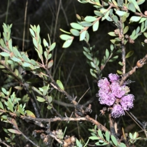 Melaleuca thymifolia at Kinghorne, NSW - 7 Oct 2020