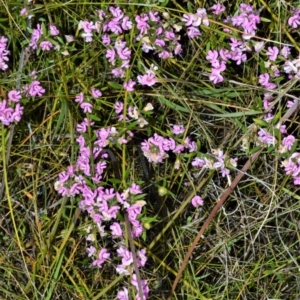 Mirbelia rubiifolia at Kinghorne, NSW - 7 Oct 2020