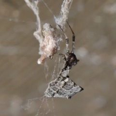 Philoponella congregabilis (Social house spider) at Downer, ACT - 4 Oct 2020 by TimL