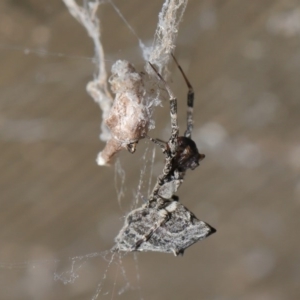 Philoponella congregabilis at Downer, ACT - 4 Oct 2020