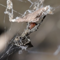 Philoponella congregabilis at Downer, ACT - 4 Oct 2020