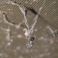 Philoponella congregabilis at Downer, ACT - 4 Oct 2020