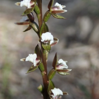 Prasophyllum brevilabre (Short-lip Leek Orchid) at Black Mountain - 4 Oct 2020 by CathB
