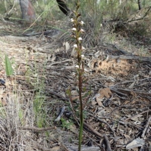 Paraprasophyllum brevilabre at Downer, ACT - 4 Oct 2020