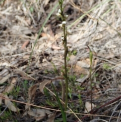 Paraprasophyllum brevilabre at Downer, ACT - 4 Oct 2020