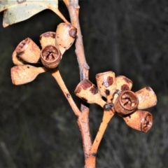 Eucalyptus robusta (Swamp Mahogany, Swamp Messmate) at Wollumboola, NSW - 7 Oct 2020 by plants