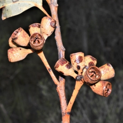 Eucalyptus robusta (Swamp Mahogany, Swamp Messmate) at Jervis Bay National Park - 7 Oct 2020 by plants