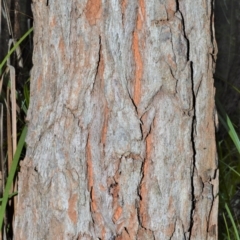 Eucalyptus robusta at Wollumboola, NSW - 7 Oct 2020