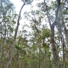 Eucalyptus robusta at Jervis Bay National Park - 7 Oct 2020