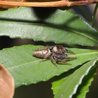 Opisthoncus sp. (genus) (Opisthoncus jumping spider) at Acton, ACT - 4 Oct 2020 by TimL