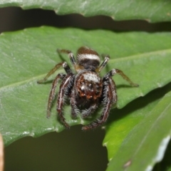 Opisthoncus sp. (genus) at Acton, ACT - 4 Oct 2020