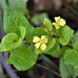 Goodenia ovata at Wollumboola, NSW - 7 Oct 2020