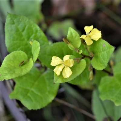 Goodenia ovata (Hop Goodenia) at Wollumboola, NSW - 7 Oct 2020 by plants