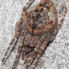 Socca pustulosa (Knobbled Orbweaver) at Acton, ACT - 4 Oct 2020 by TimL