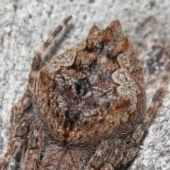 Socca pustulosa at Acton, ACT - 4 Oct 2020