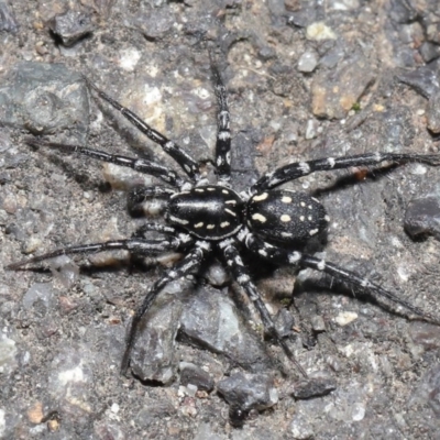 Nyssus albopunctatus (White-spotted swift spider) at ANBG - 4 Oct 2020 by TimL