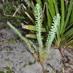 Euphorbia paralias (Sea Spurge ) at Jervis Bay Marine Park - 7 Oct 2020 by plants