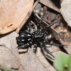 Nyssus albopunctatus (White-spotted swift spider) at Downer, ACT - 4 Oct 2020 by TimL