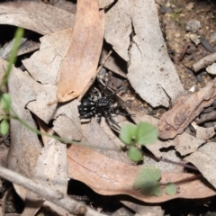 Nyssus albopunctatus at Downer, ACT - 4 Oct 2020