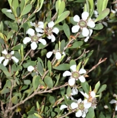 Leptospermum laevigatum (Coast Teatree) at Jervis Bay Marine Park - 7 Oct 2020 by plants