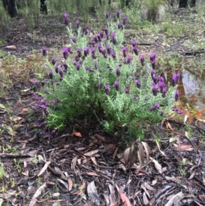 Lavandula stoechas at Bruce, ACT - 8 Oct 2020