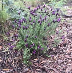 Lavandula stoechas at Bruce, ACT - 8 Oct 2020