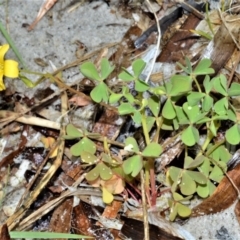 Oxalis rubens (Dune Wood-sorrel) at Kinghorne, NSW - 7 Oct 2020 by plants