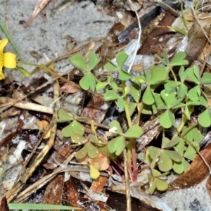 Oxalis rubens at Kinghorne, NSW - 7 Oct 2020