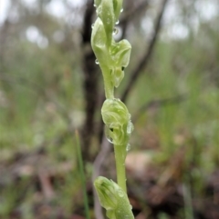 Hymenochilus cycnocephalus (Swan greenhood) at Holt, ACT - 6 Oct 2020 by CathB