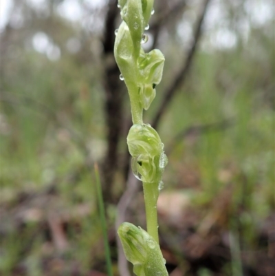 Hymenochilus cycnocephalus (Swan greenhood) at Holt, ACT - 6 Oct 2020 by CathB