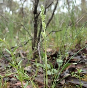 Hymenochilus cycnocephalus at Holt, ACT - suppressed