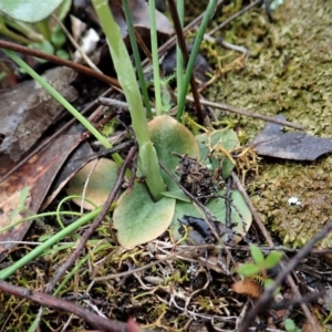 Hymenochilus cycnocephalus at Holt, ACT - suppressed