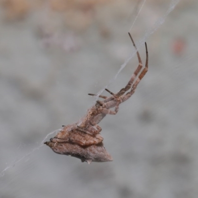Philoponella congregabilis (Social house spider) at Acton, ACT - 4 Oct 2020 by TimL