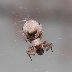 Philoponella congregabilis at Acton, ACT - 4 Oct 2020