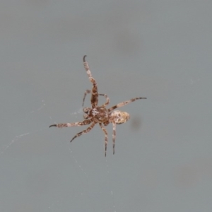 Philoponella congregabilis at Acton, ACT - 4 Oct 2020