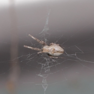 Philoponella congregabilis at Acton, ACT - 4 Oct 2020