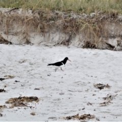 Haematopus longirostris (Australian Pied Oystercatcher) at Jervis Bay Marine Park - 7 Oct 2020 by plants