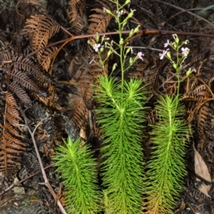 Stylidium laricifolium at Kinghorne, NSW - 7 Oct 2020