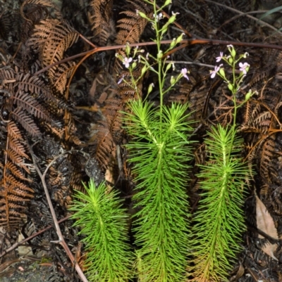 Stylidium laricifolium (Giant Triggerplant, Tree Triggerplant) at Kinghorne, NSW - 7 Oct 2020 by plants
