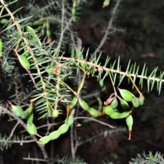 Acacia ulicifolia (Prickly Moses) at Jervis Bay National Park - 7 Oct 2020 by plants